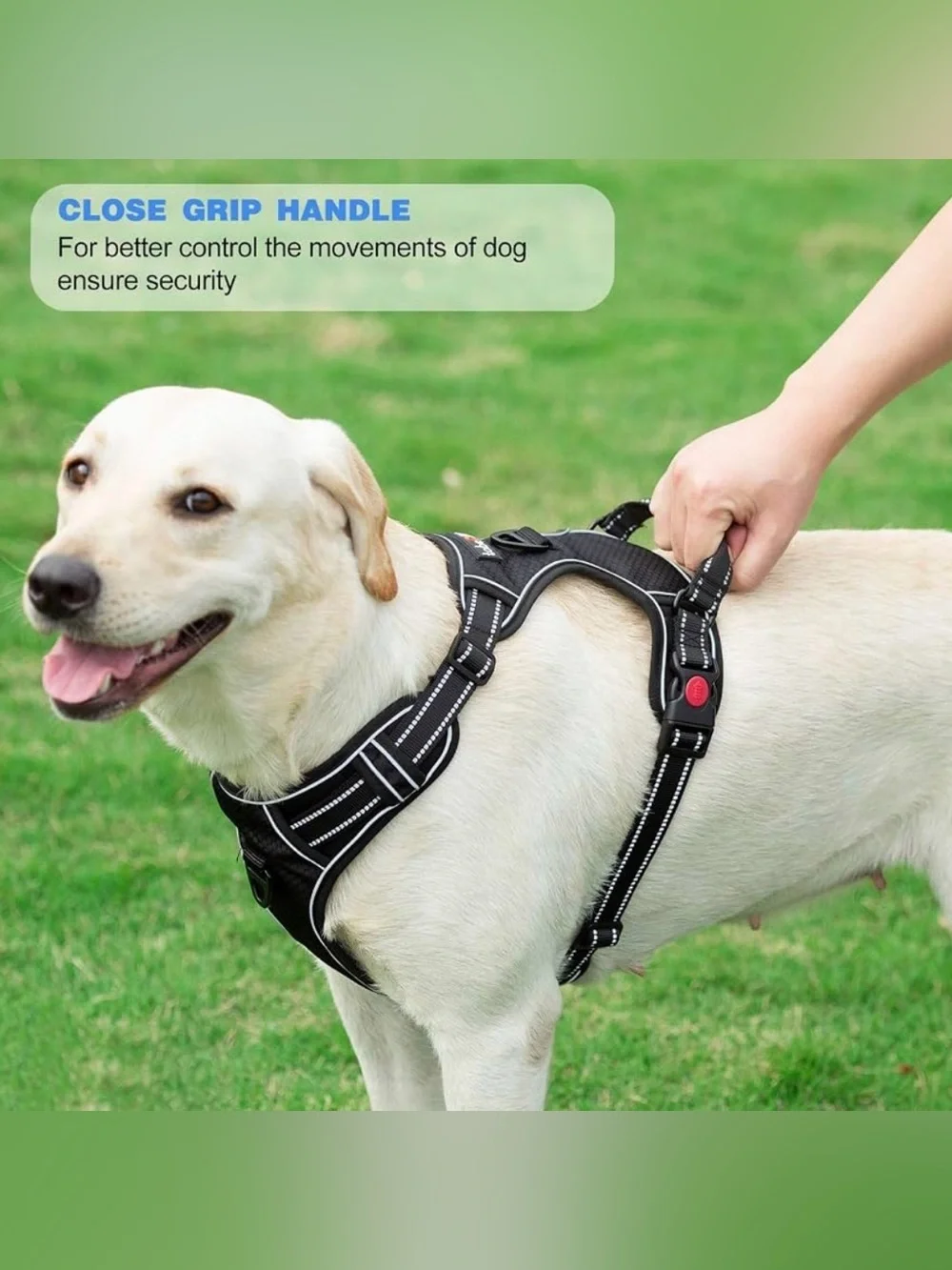 Blue Dog Large Harness and Leash Set